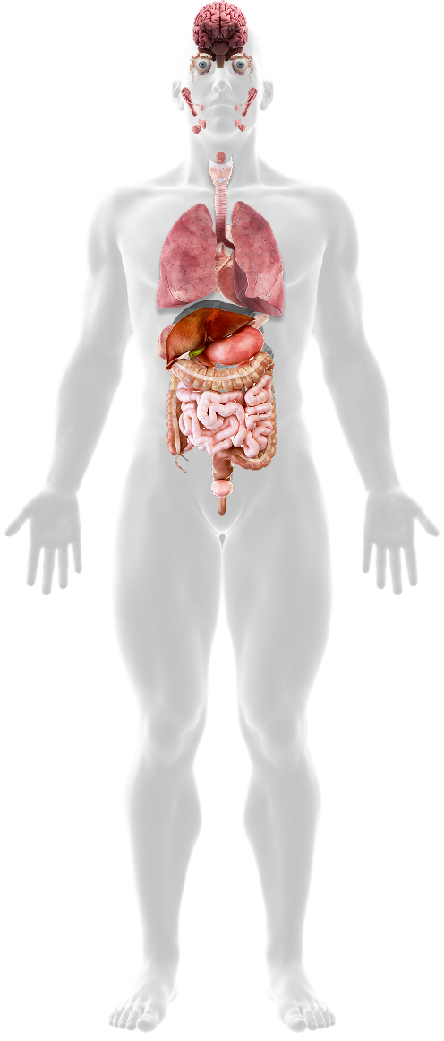 Abbildung eines Menschen mit seinen inneren Organen