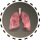 Bild Lunge