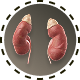 Bild Niere