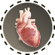 Herz & Aorta